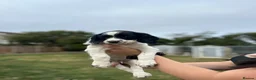 English Springer Spaniel dogs for sale: READY FOR THEIR NEW HOMES!! KC registered - Advert 15
