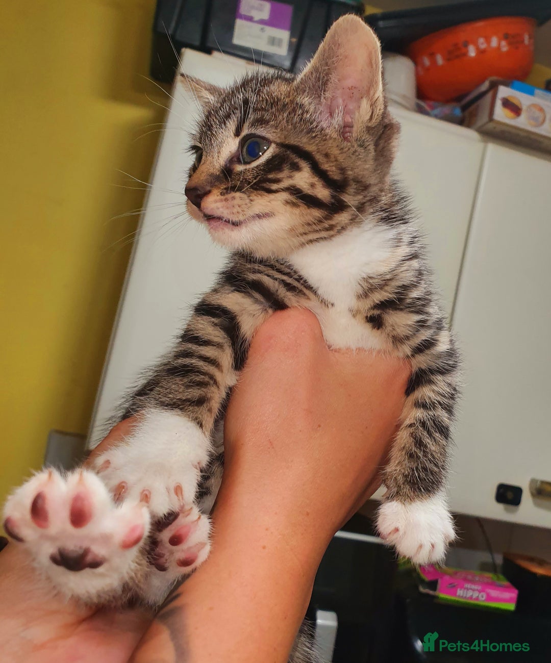 Mixed Breed cats for sale: Little maple - Advert 4