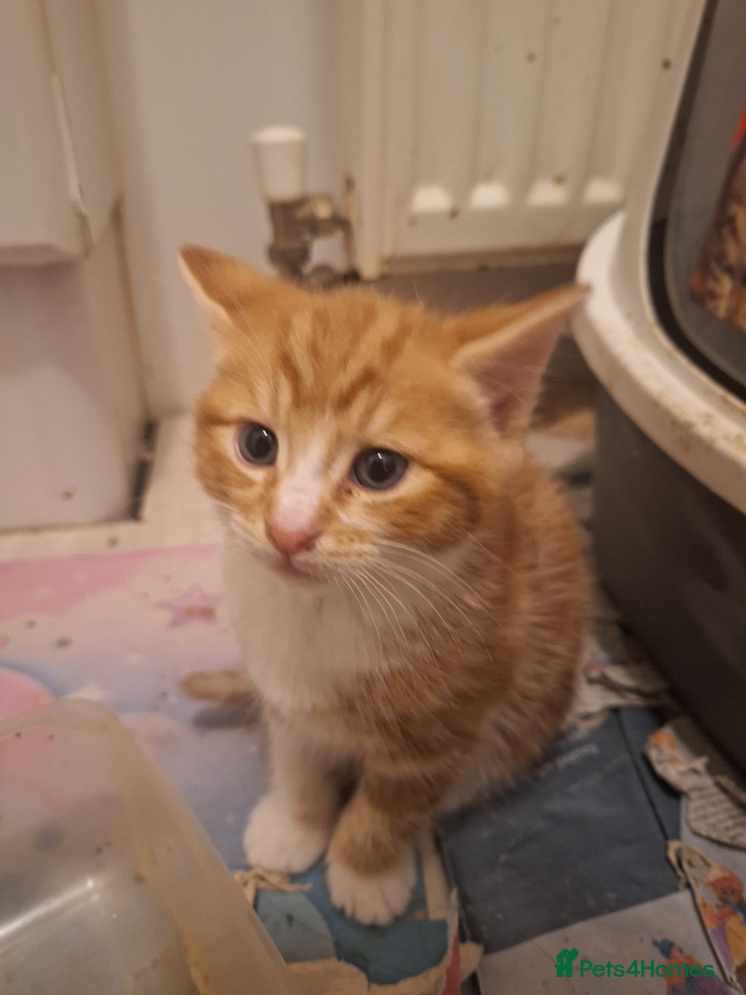 Mixed Breed cats for sale: 4 Kittens available - Advert 7