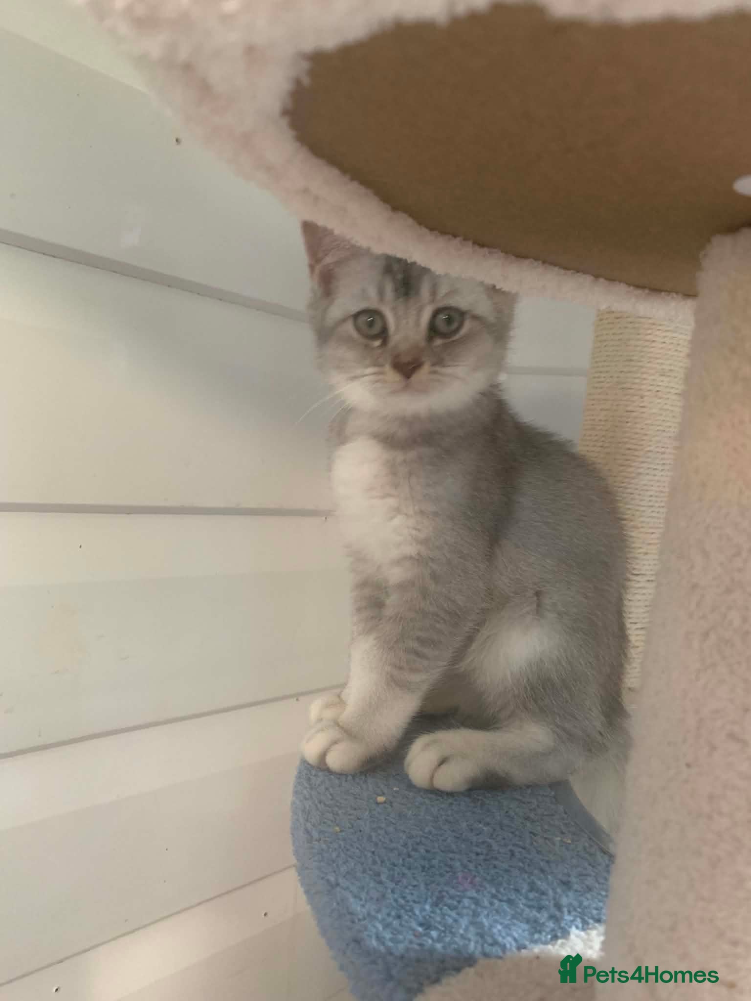 British Shorthair cats BSH Stunning rare Shaded - Advert 2