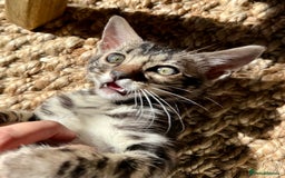 Bengal cats for sale: Stunning Glittered Pedigree Bengal Female TICA reg - Image 3