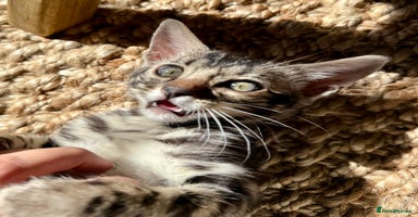 Bengal cats - Advert 4