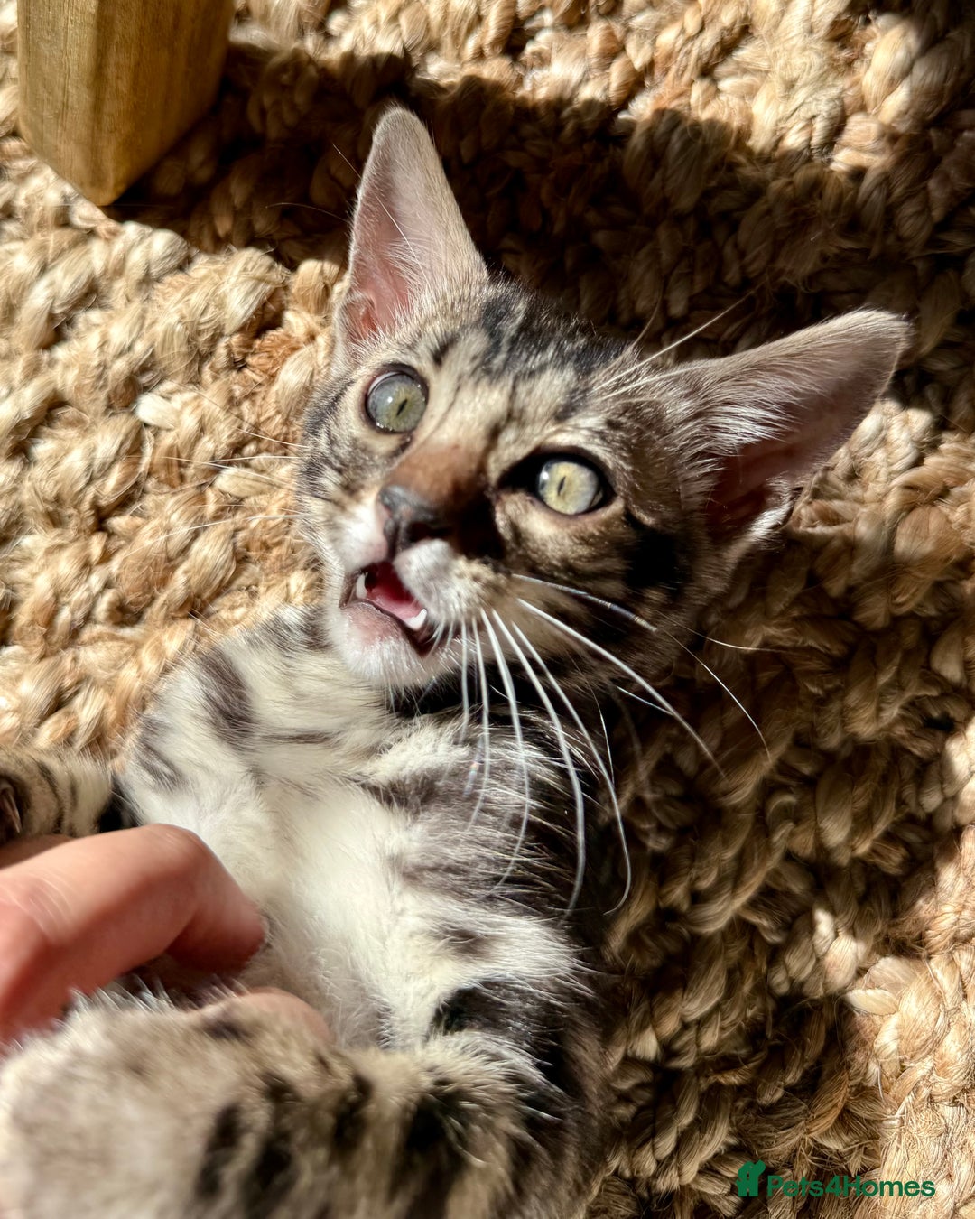 Bengal cats for sale: Stunning Glittered Pedigree Bengal Female TICA reg - Image 3
