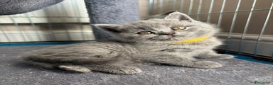 British Shorthair Kitten 6