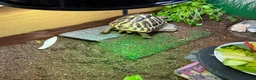 Hermann Tortoise reptiles for sale: Herman tortoise - Advert 1