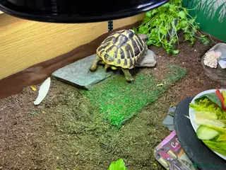 Hermann Tortoise reptiles Herman tortoise - Advert 10