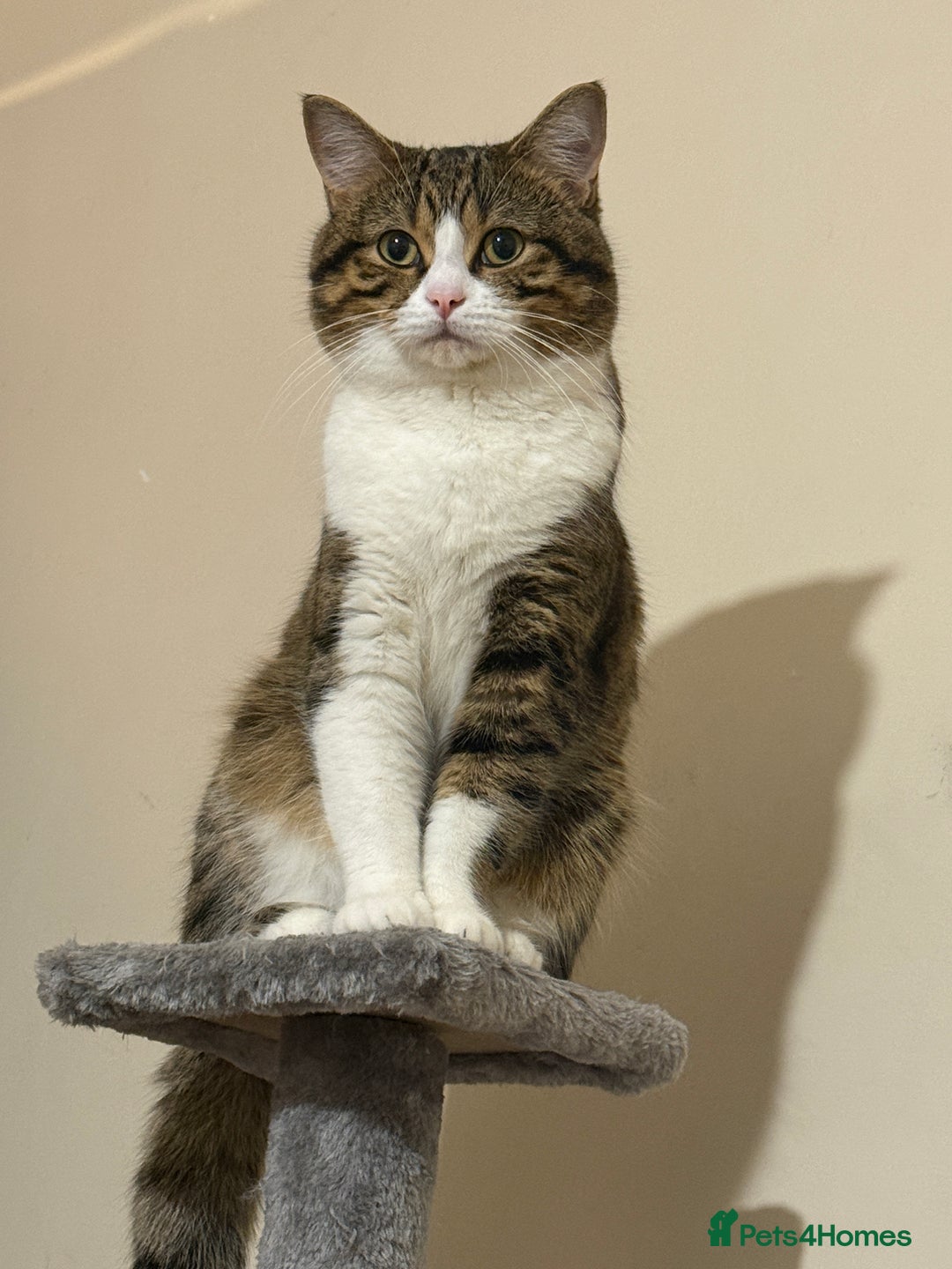 British Shorthair cats for sale: Adorable Indoor Cat Looking for a Loving Home - Advert 5