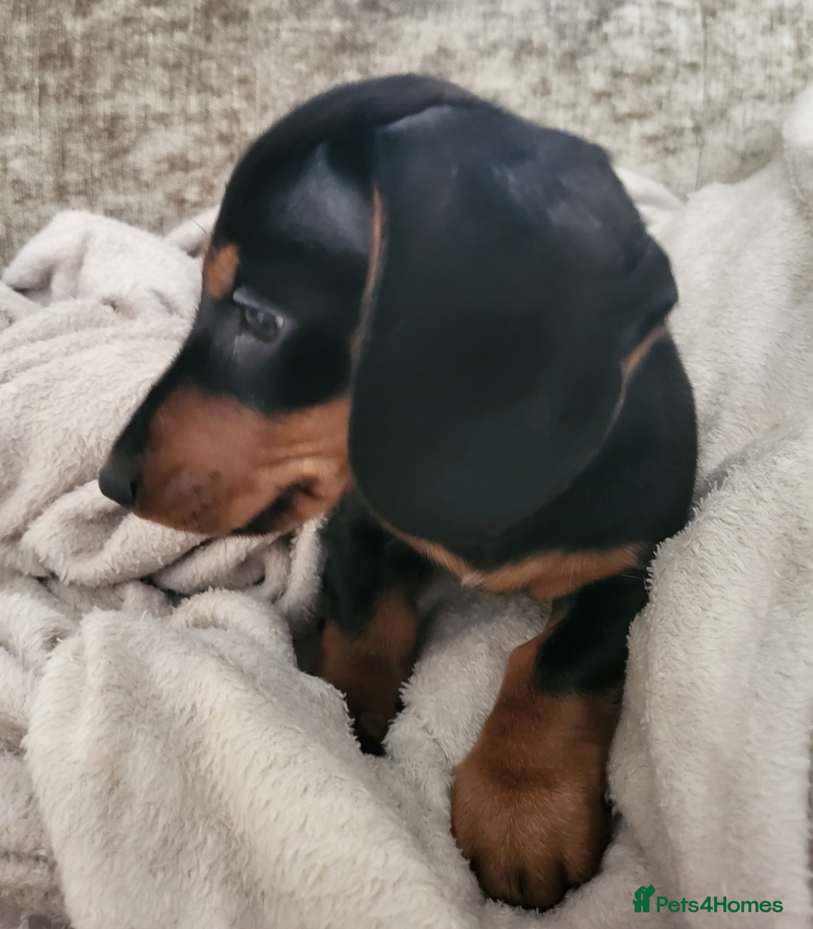 Miniature Dachshund dogs Adorable miniature dachshund make - Advert 1