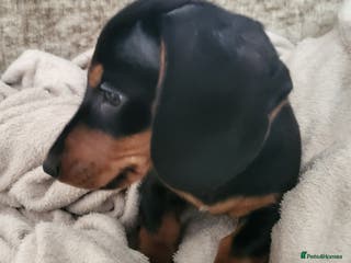 Miniature Dachshund dogs Adorable boy miniature dachshund - Advert 17