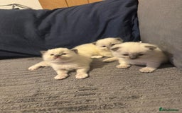 Ragdoll cats for sale: 🐾 Beautiful Blue Point Ragdoll Kittens 🐾 - Image 1