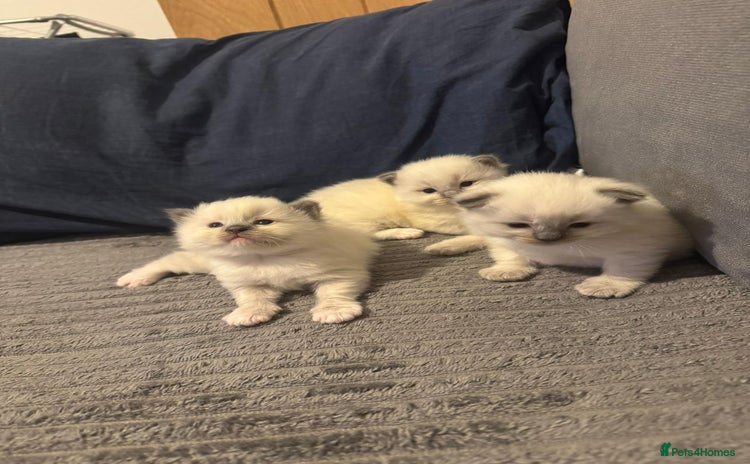 Ragdoll cats - Advert 8