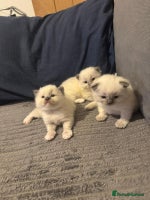 Ragdoll cats - Advert 11