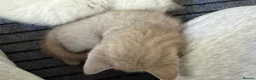 British Shorthair cats for sale: Stunning Pedigree Kittens | DNA Clear in Glasgow - Advert 29