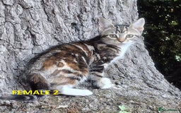 Mixed Breed cats for sale: Maine Coon X Kittens  in Coventry - Image 23