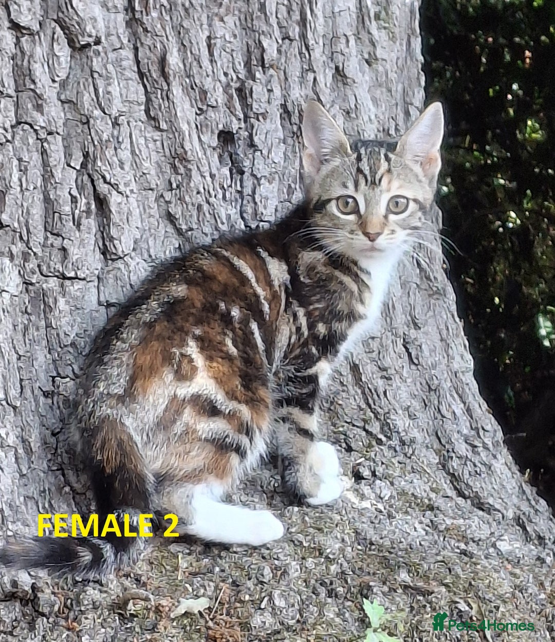 Mixed Breed cats for sale: Maine Coon X Kittens  in Coventry - Image 23