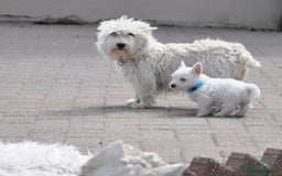 West Highland Terrier dogs for sale: West Highland terrier Puppies - Image 3