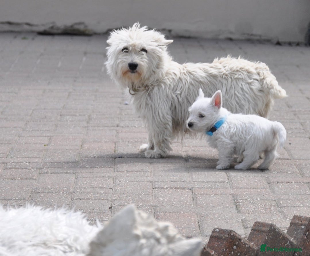 West Highland Terrier dogs for sale: West Highland terrier Puppies - Image 3