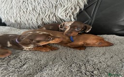 Miniature Dachshund dogs for sale: Miniature dash - Image 12