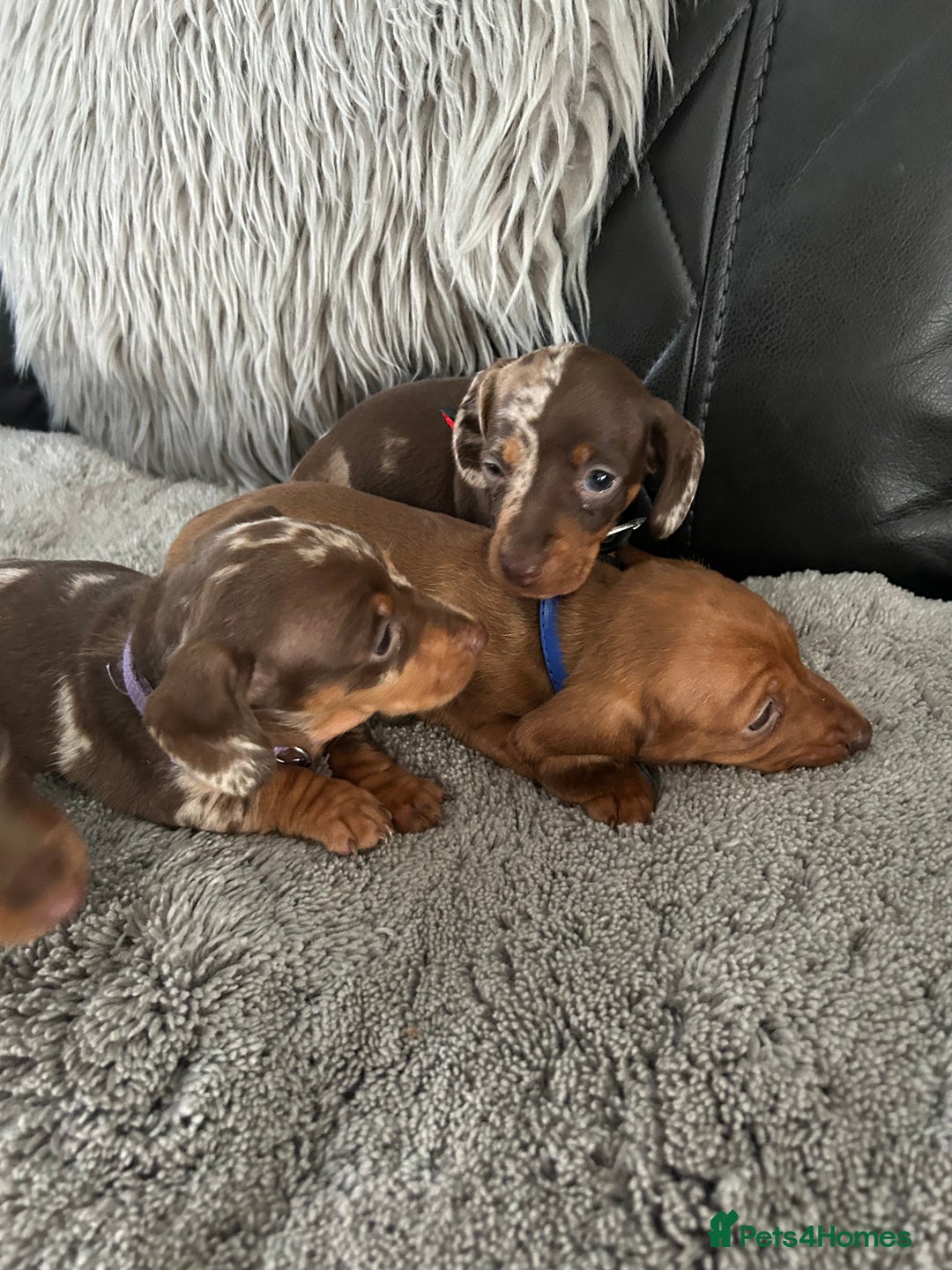 Miniature Dachshund dogs for sale: Miniature dash - Image 12