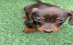 Miniature Dachshund dogs for sale: Miniature dachshunds - Image 11