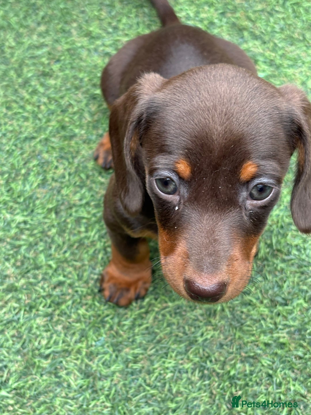 Miniature Dachshund dogs for sale: Miniature dachshunds - Image 11