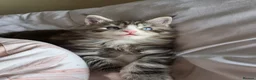 Maine Coon cats for sale: Maine coon Blue eyes + Long Hair in Burnley - Advert 10