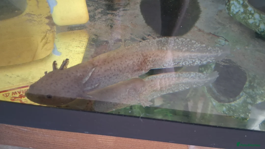 Axolotl reptiles for sale: Male axolotl  - Advert 2