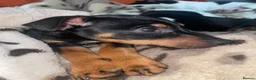 Jack Russell dogs for sale: Jack Russell  - Advert 6