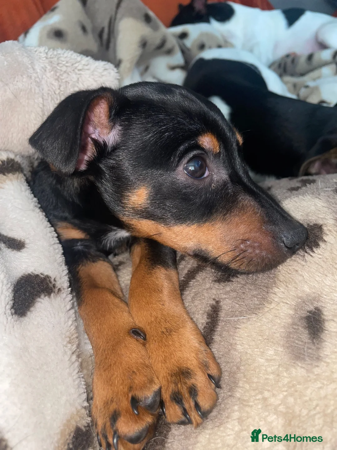 Jack Russell dogs for sale: Jack Russell  - Advert 6