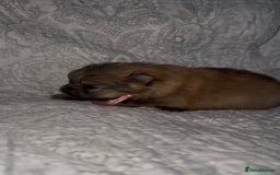 Pomeranian dogs for sale: EXTRA SMALL POMERANIAN GIRLS - Image 5