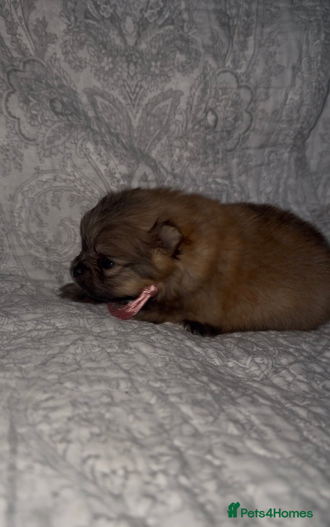 Pomeranian dogs for sale: EXTRA SMALL POMERANIAN GIRLS - Image 5