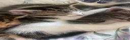Bengal cats for sale: Bengal cross kittens ready now in Warrington - Advert 6