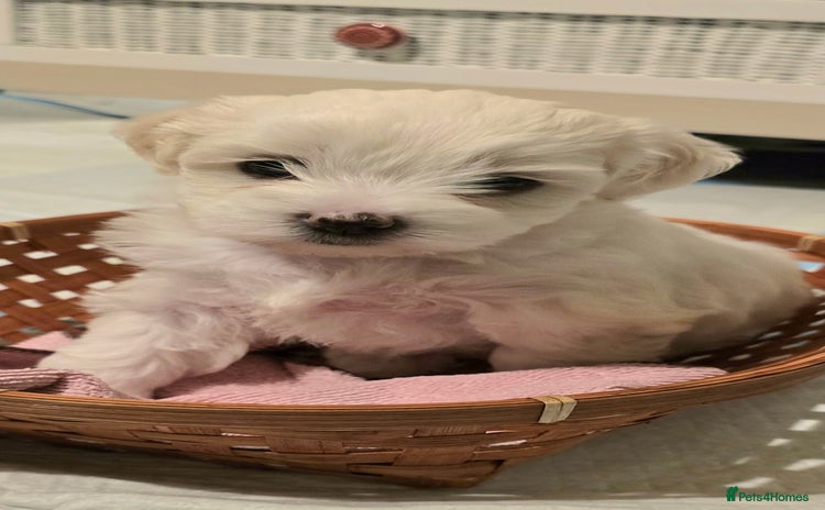 Bichon Frise dogs - Advert 2