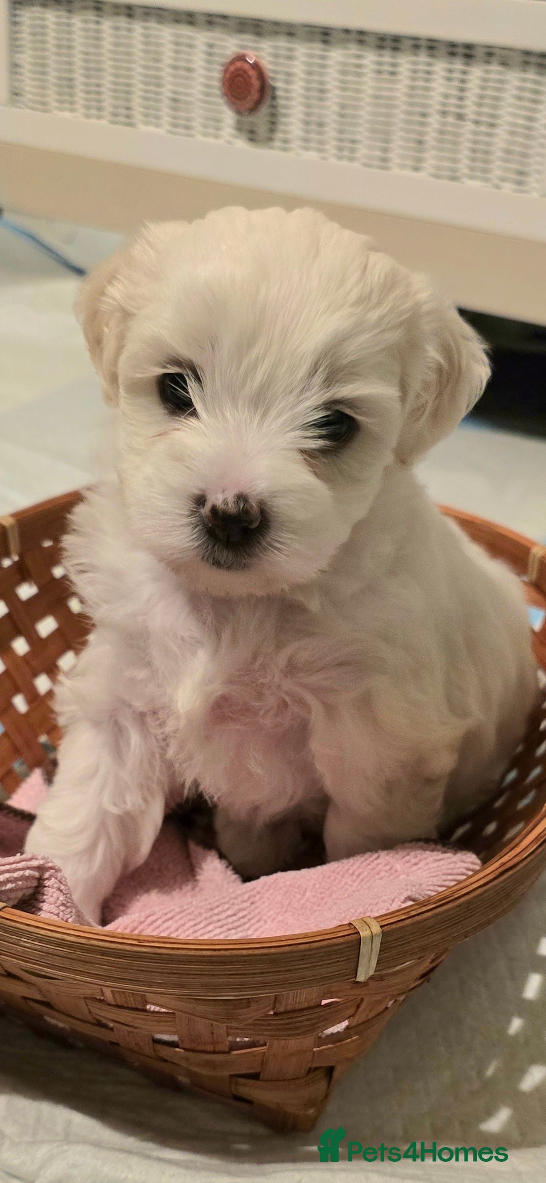 Bichon Frise dogs for sale: Beautiful Bichon Maltese puppies - Image 1