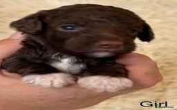 Cockapoo dogs for sale: Beautiful Merle cockapoo puppies ready 19th August - Image 6