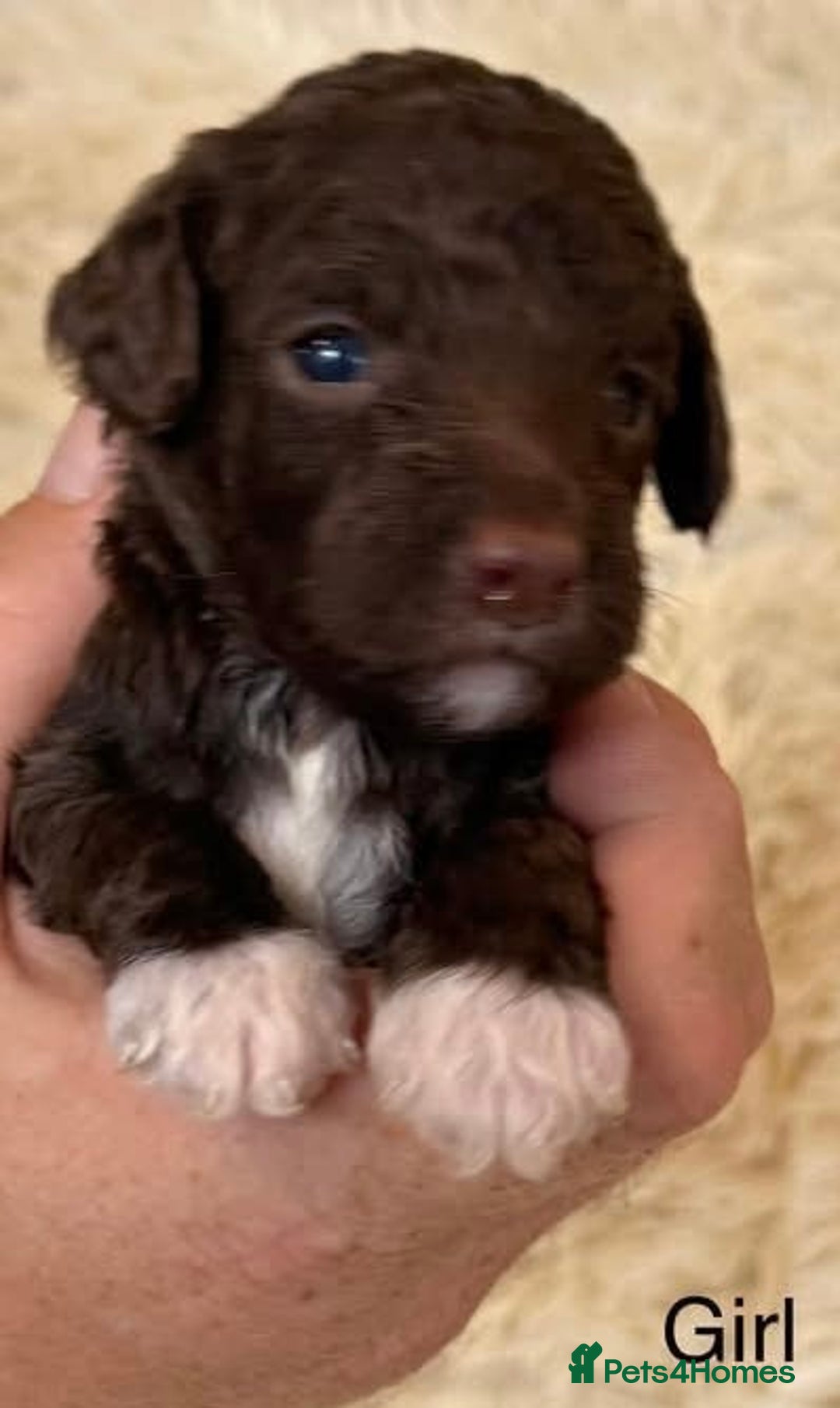 Cockapoo dogs for sale: Beautiful Merle cockapoo puppies ready 19th August - Image 6
