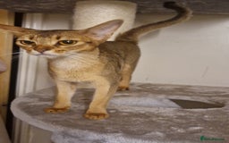 Abyssinian cats for sale: Beautifull Queen 🥰 - Image 3