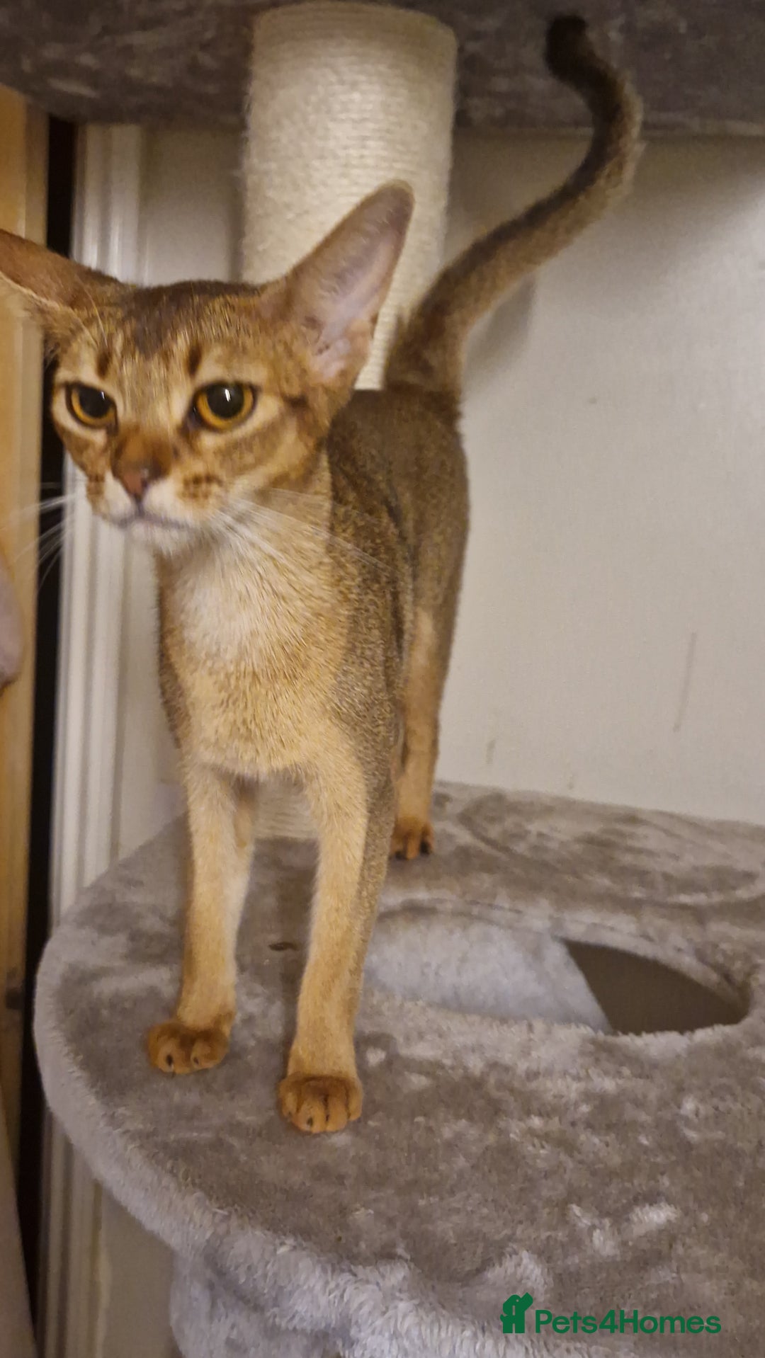 Abyssinian cats for sale: Beautifull Queen 🥰 - Image 3