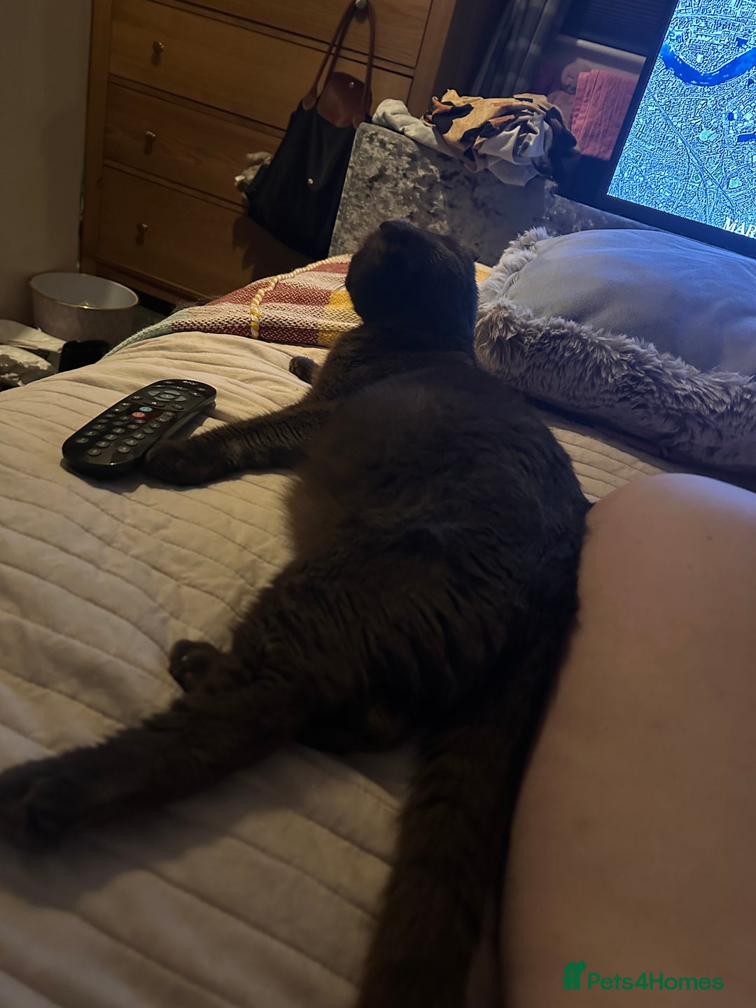 Scottish Fold cats for sale: Adorable Scottish Fold kittens, chocolate & Blue❤️ - Advert 15