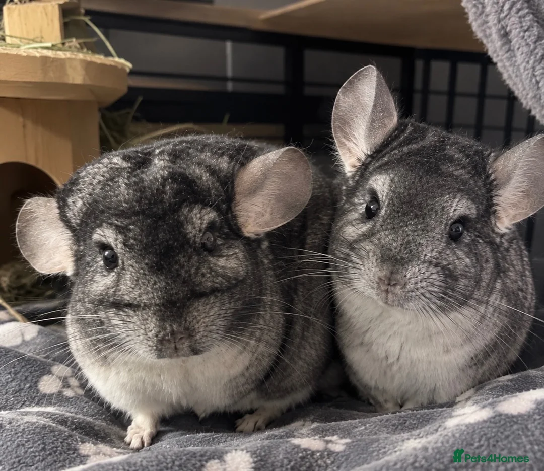 Chinchilla rodents for sale: Mother and daughter bonded chinchillas  in Stoke-on-Trent - Advert 4