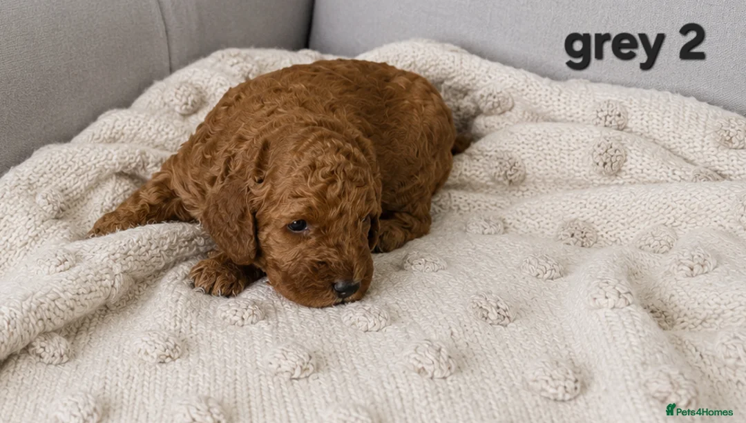 Cockapoo dogs for sale: Cockapoo  in Wolverhampton - Advert 2