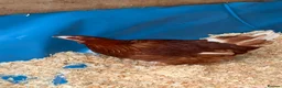 Chickens poultry for sale: Brown hybrid chickens  in Romford - Advert 9