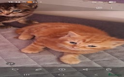 British Shorthair cats for sale: Beautiful kittens  - Image 2