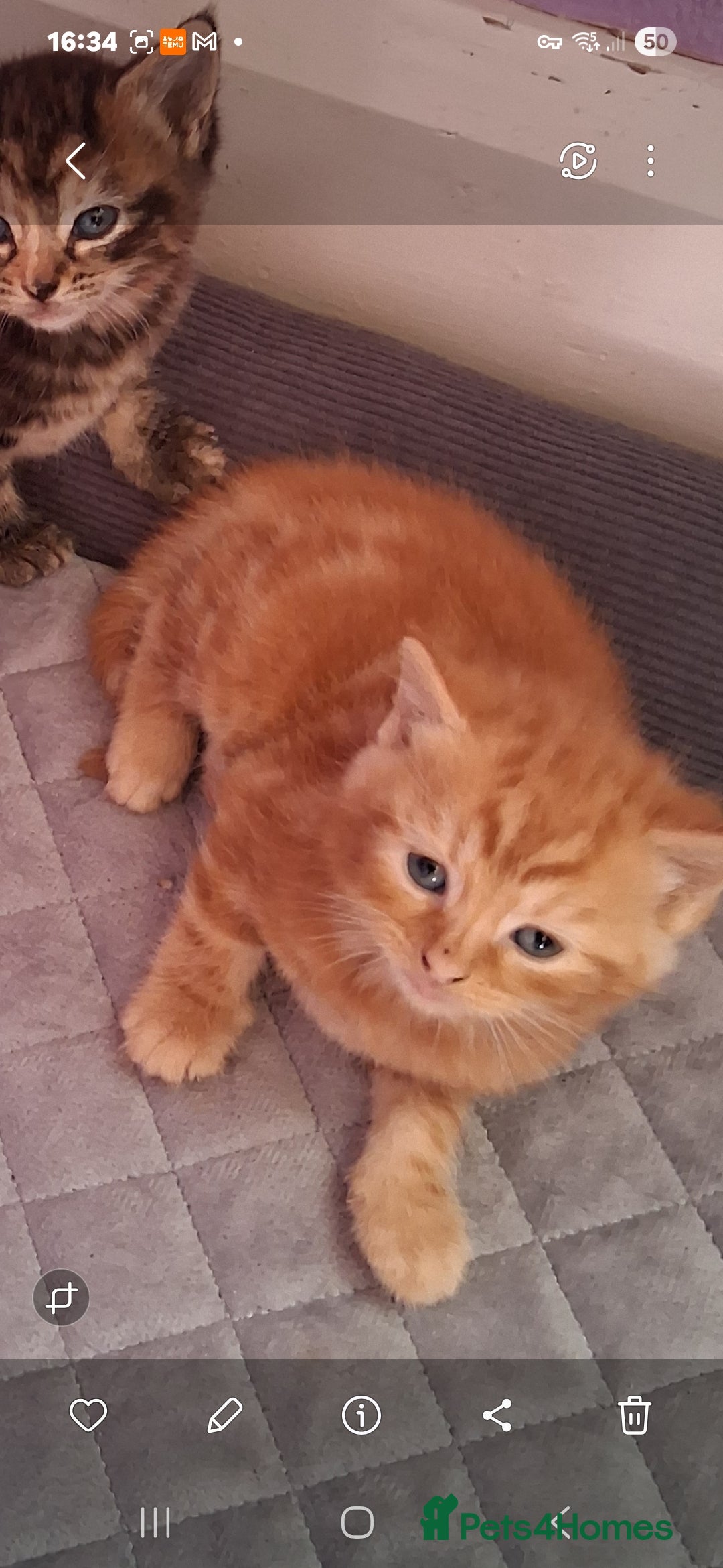British Shorthair cats for sale: Beautiful kittens  - Image 2