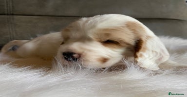 Cocker Spaniel dogs - Advert 11