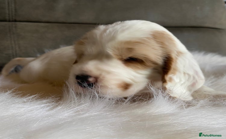 Cocker Spaniel dogs - Advert 1
