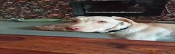 Labrador Retriever dogs for sale: 5 month old beautiful male Labrador for sale - Advert 7