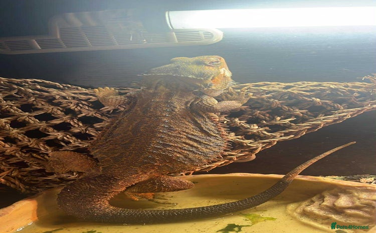 Bearded Dragon reptiles - Advert 2