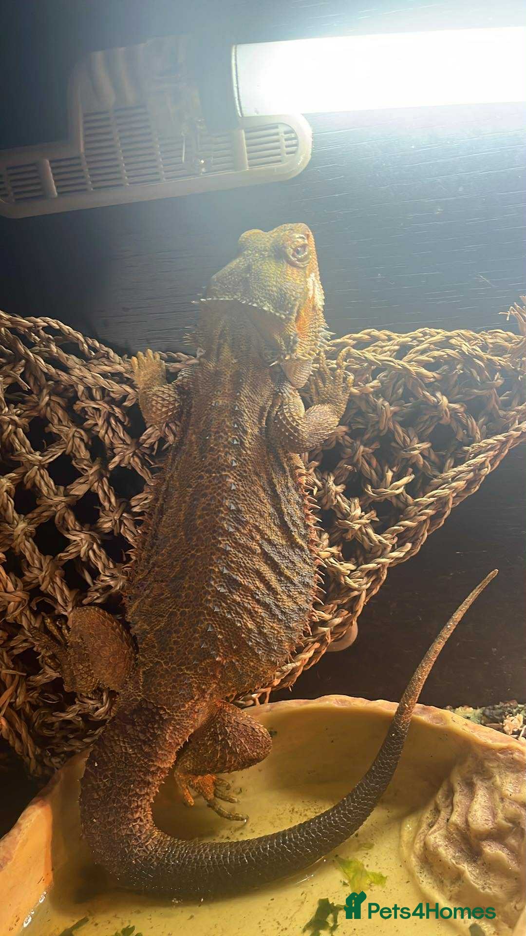 Bearded Dragon reptiles for sale: Bearded dragons  - Image 1