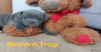 Staffordshire Bull Terrier dogs - Advert 3